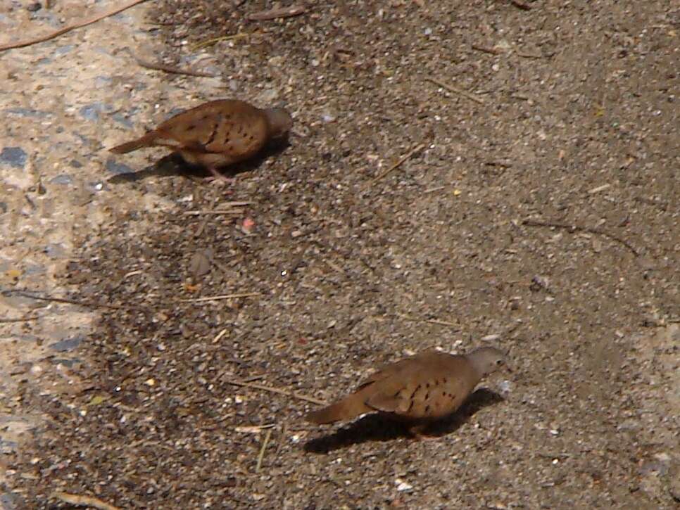 صورة Columbina talpacoti rufipennis (Bonaparte 1855)