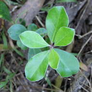 Image de Pittosporum crassifolium Banks & Sol. ex A. Cunningham