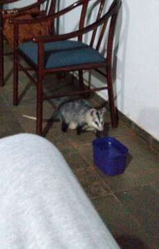 Image of White-eared Opossum