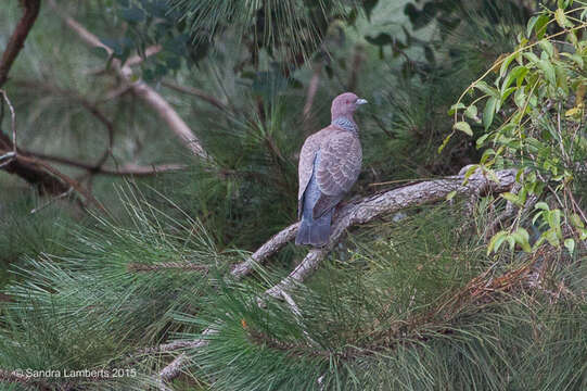 Image of Picazuro Pigeon