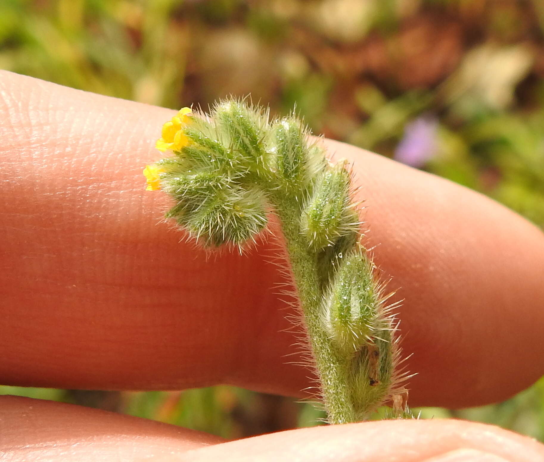 Plancia ëd Amsinckia menziesii var. menziesii