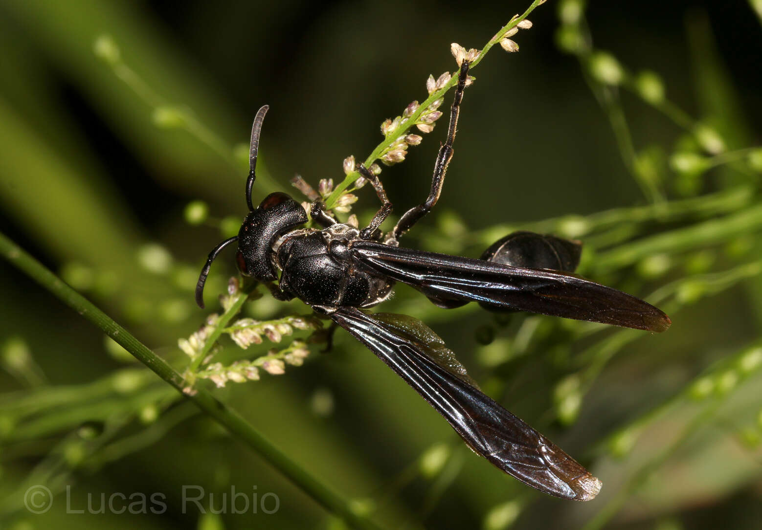 Zethus brasiliensis de Saussure的圖片