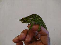 Image of Will's chameleon