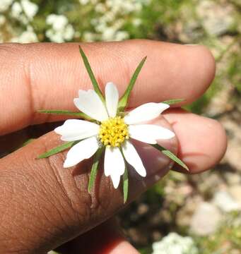 Image of Southwestern Cosmos