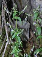 Слика од Veronica anagallis-aquatica subsp. anagallis-aquatica