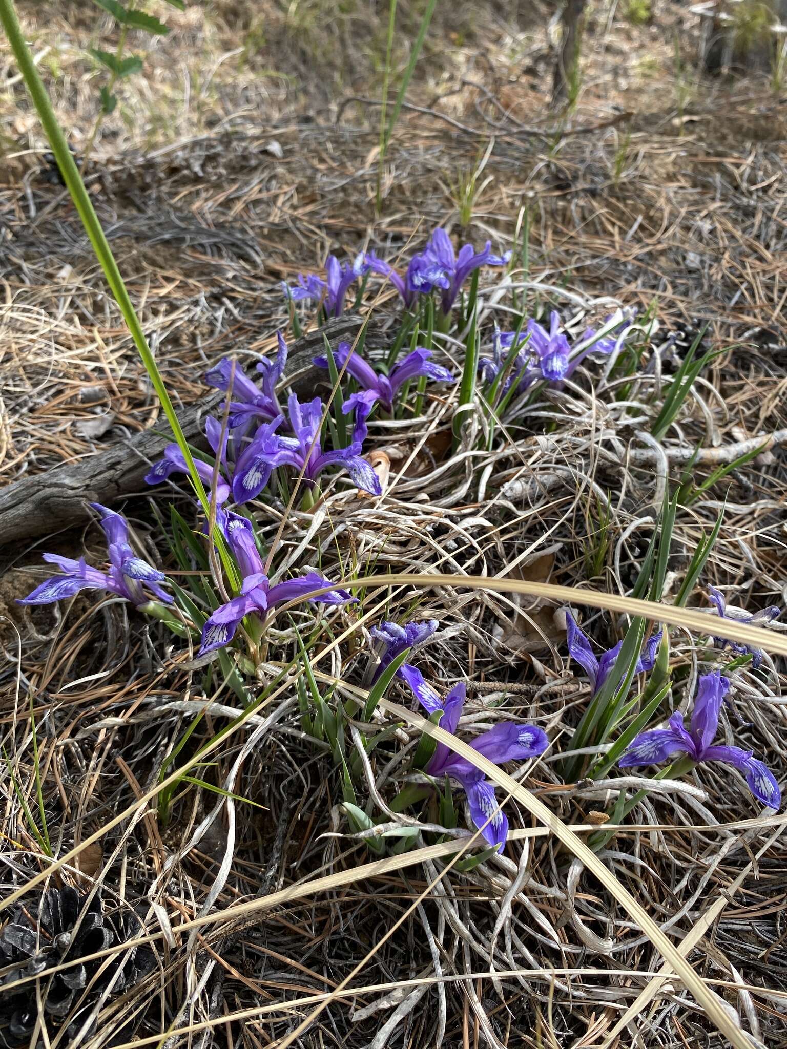 Image of Iris uniflora Pall. ex Link