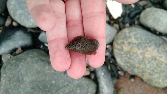 Image of Dog whelk