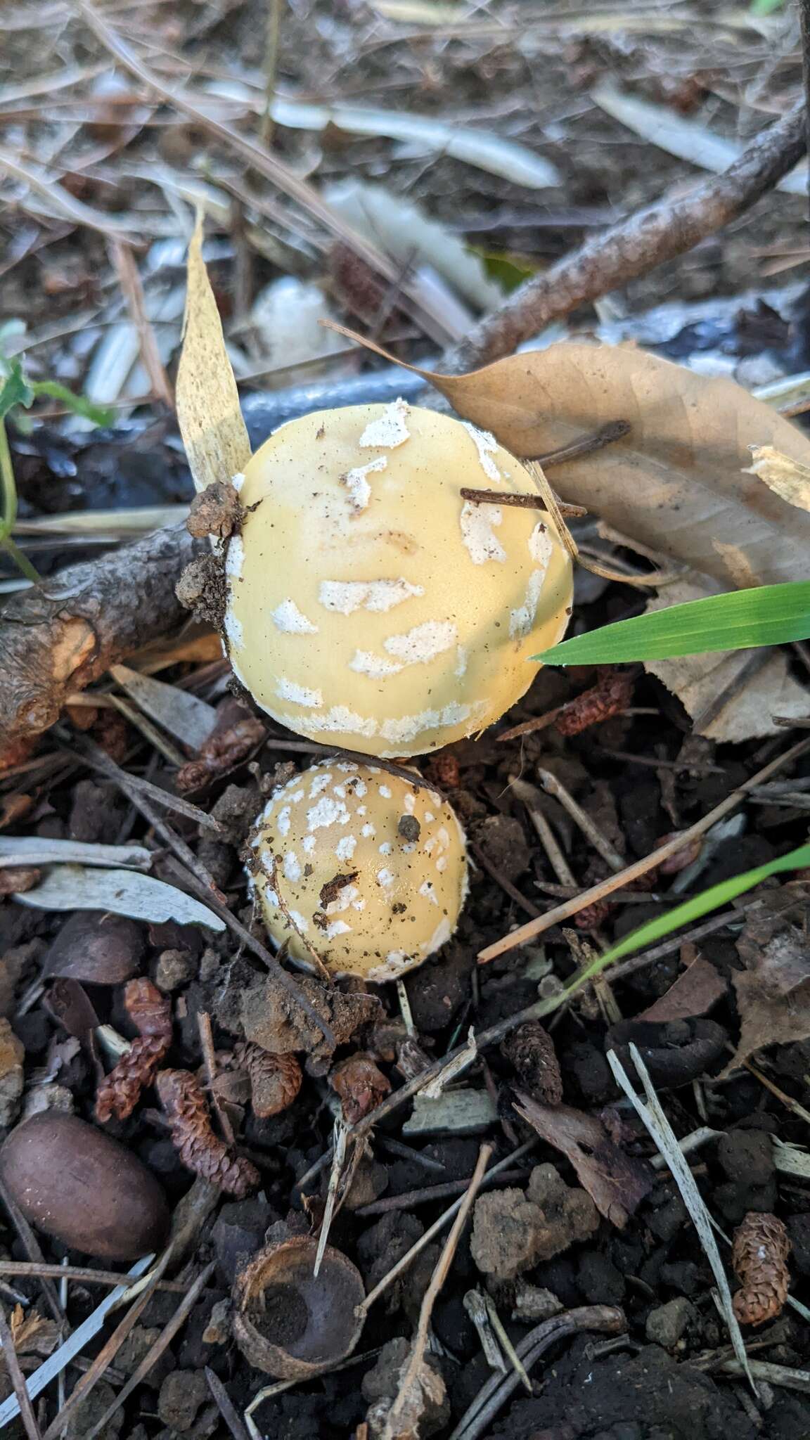 Image of Amanita orientigemmata Zhu L. Yang & Yoshim. Doi 1999