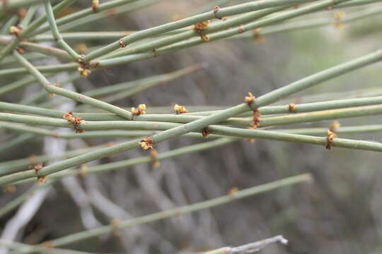 Image of Joint Pine