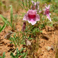 Plancia ëd Dicerocaryum senecioides (Klotzsch) Abels