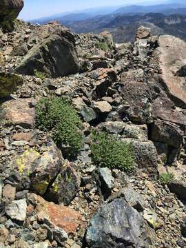 Image of Mount Eddy Jacob's-ladder