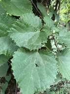 Image of Rock tree-nettle