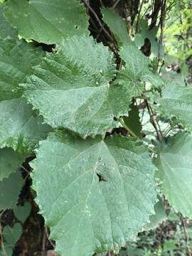 Image of Rock tree-nettle