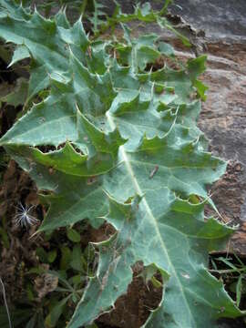 Слика од Cirsium rydbergii Petr.