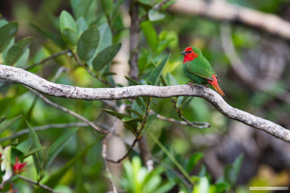 Image of Red-throated Parrot-Finch