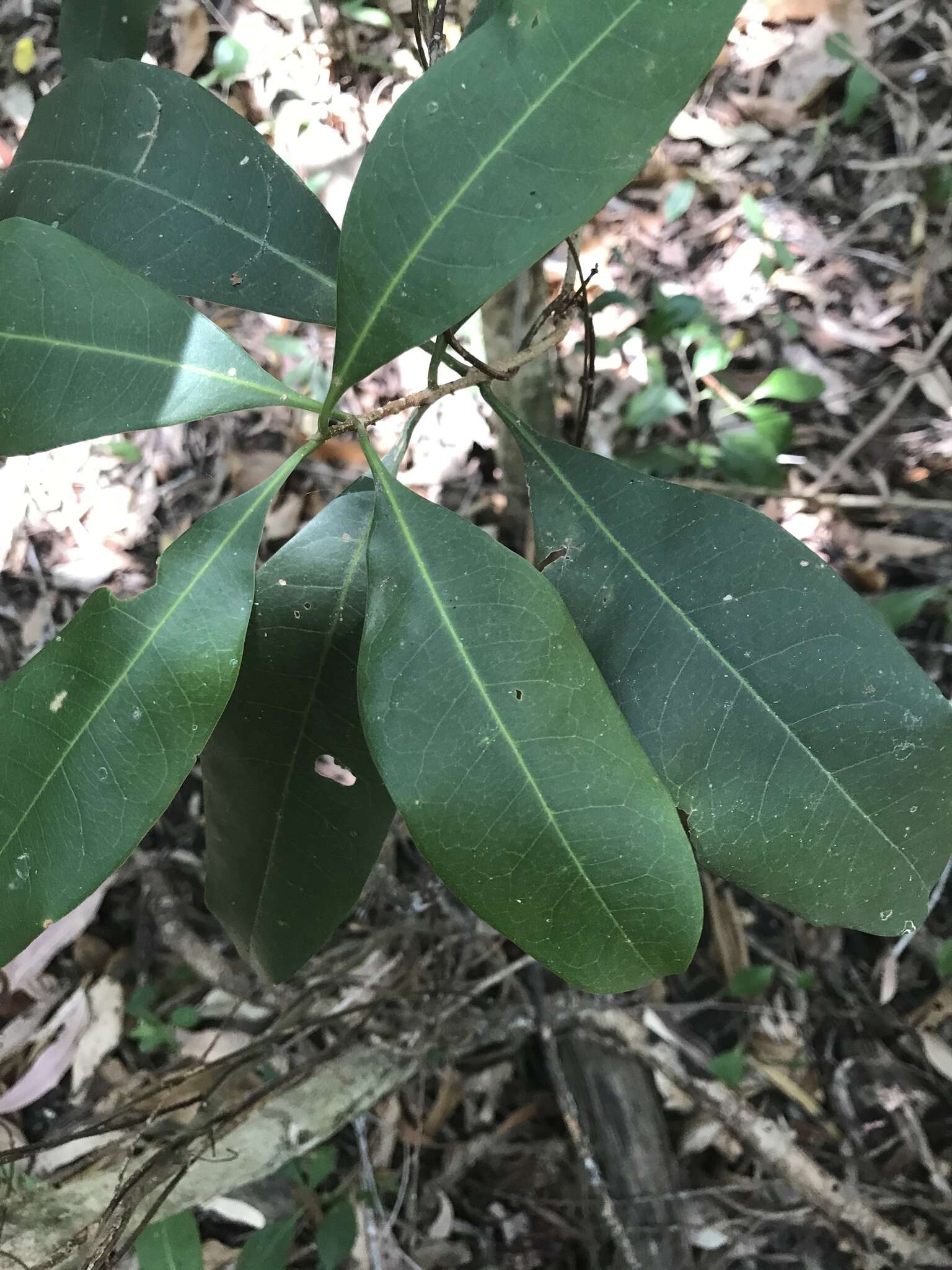 Image de Chionanthus ramiflorus Roxb.