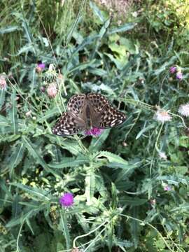 Image of Argynnis paphia valesina Esper 1800