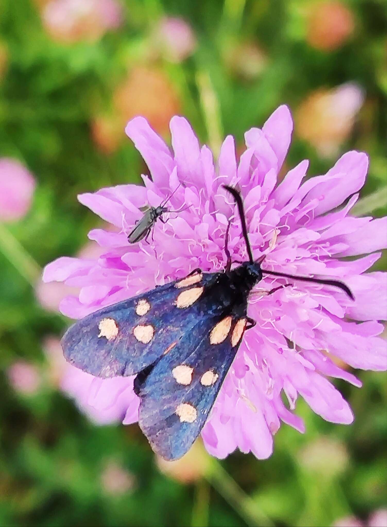 Image of Zygaena angelicae Ochsenheimer 1808