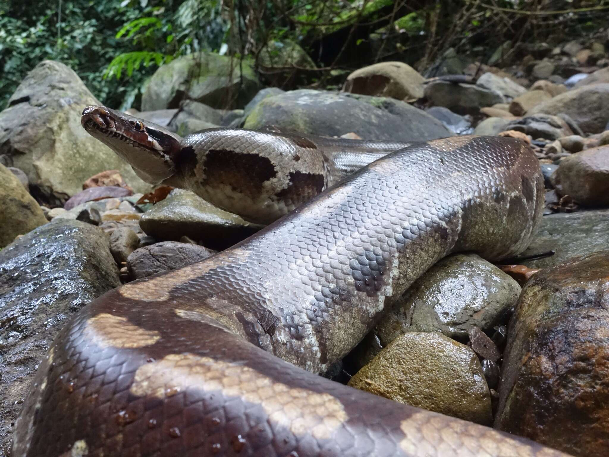 Image of Bornean Short-tailed Python