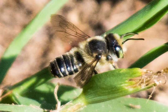 Megachile mendica Cresson 1878 resmi