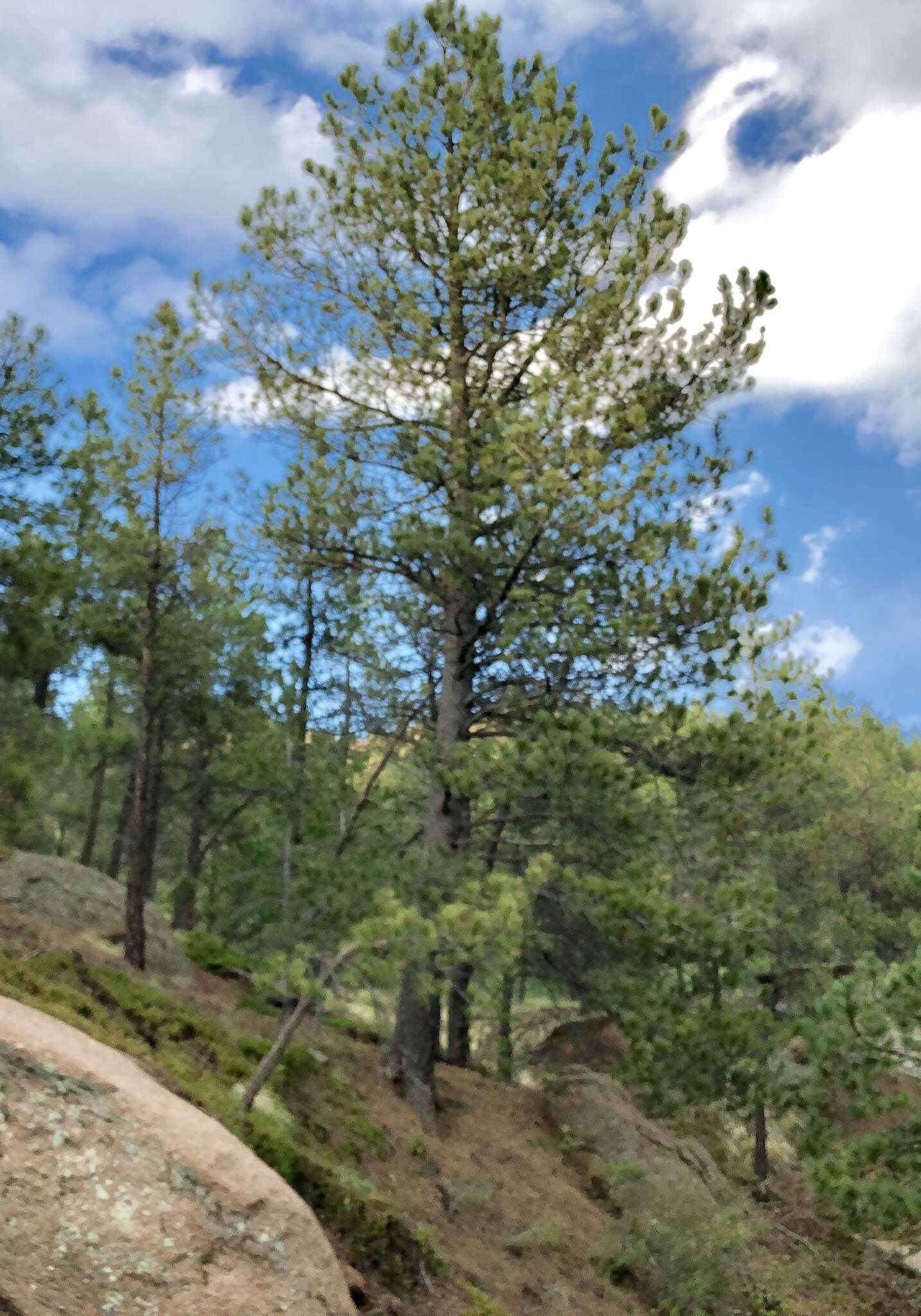 Слика од Pinus ponderosa var. scopulorum Engelm.