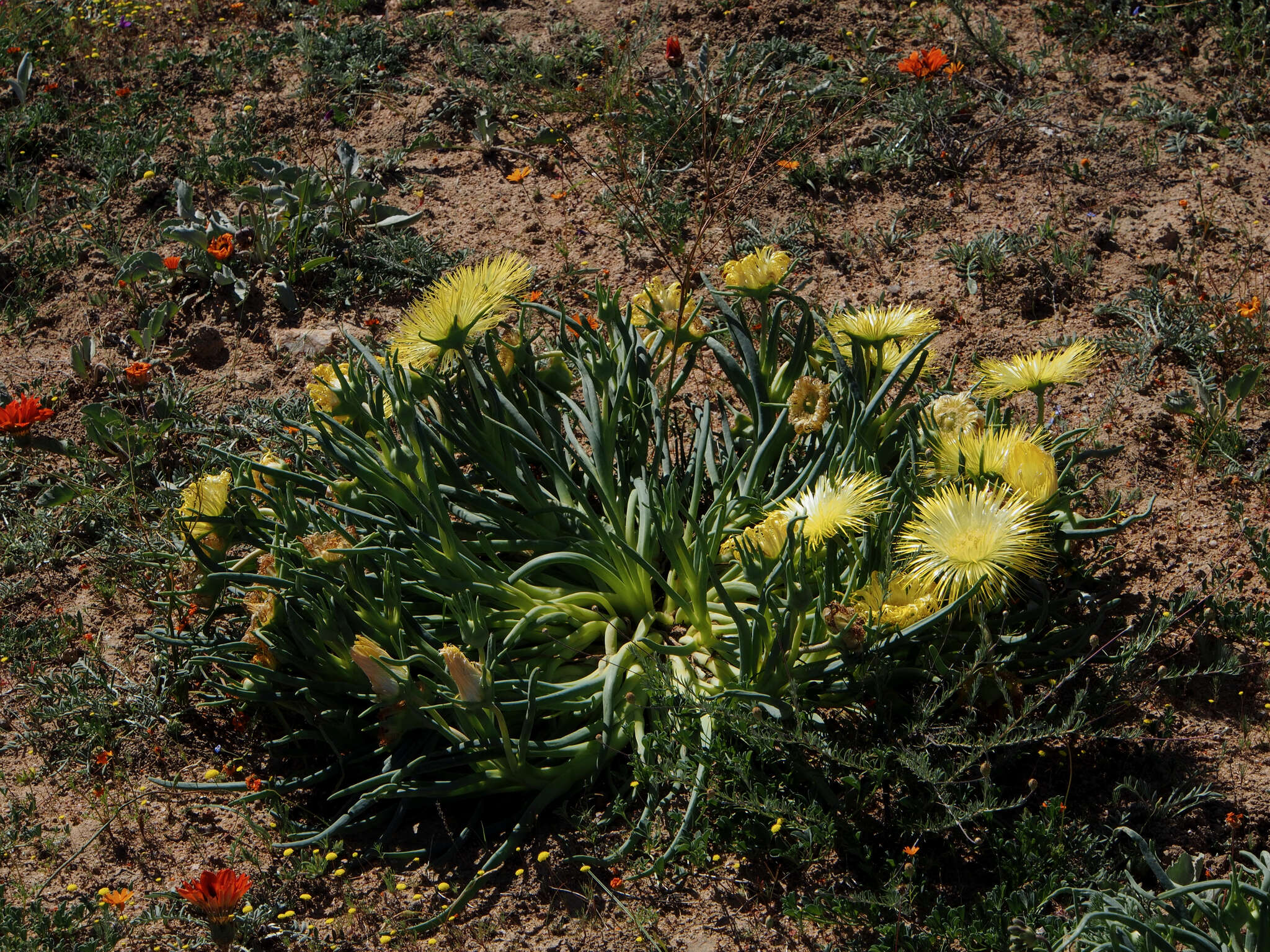 Image of Conicosia elongata (Haw.) Schwant.