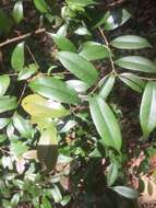 Lithocarpus uraianus (Hayata) Hayata的圖片