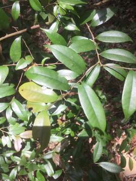 Lithocarpus uraianus (Hayata) Hayata的圖片