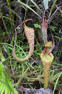 Image of Nepenthes vogelii Schuit. & de Vogel