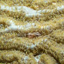 Image of Blackhead blenny