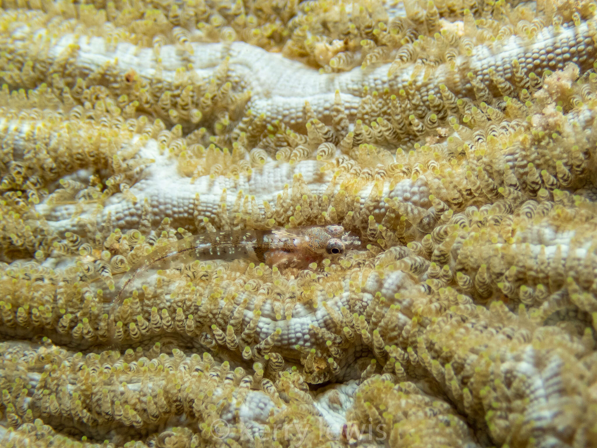 Image of Blackhead blenny