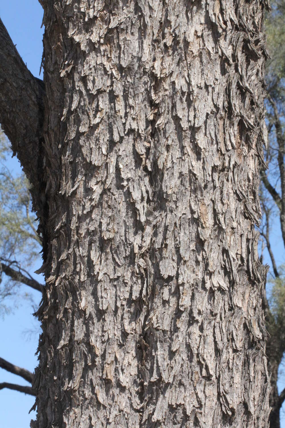 Sivun Acacia cambagei R. T. Baker kuva