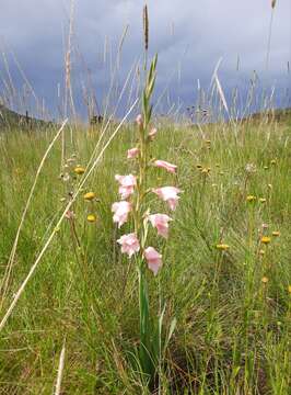 Gladiolus oppositiflorus Herb. resmi