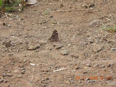 Image of Common Tree Brown