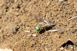 Image of Pegasomyia ruficornis (Bigot 1892)