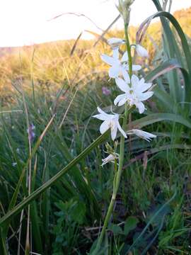 Sivun Anthericum baeticum (Boiss.) Boiss. kuva