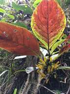 Image of Columnea kucyniakii Raymond