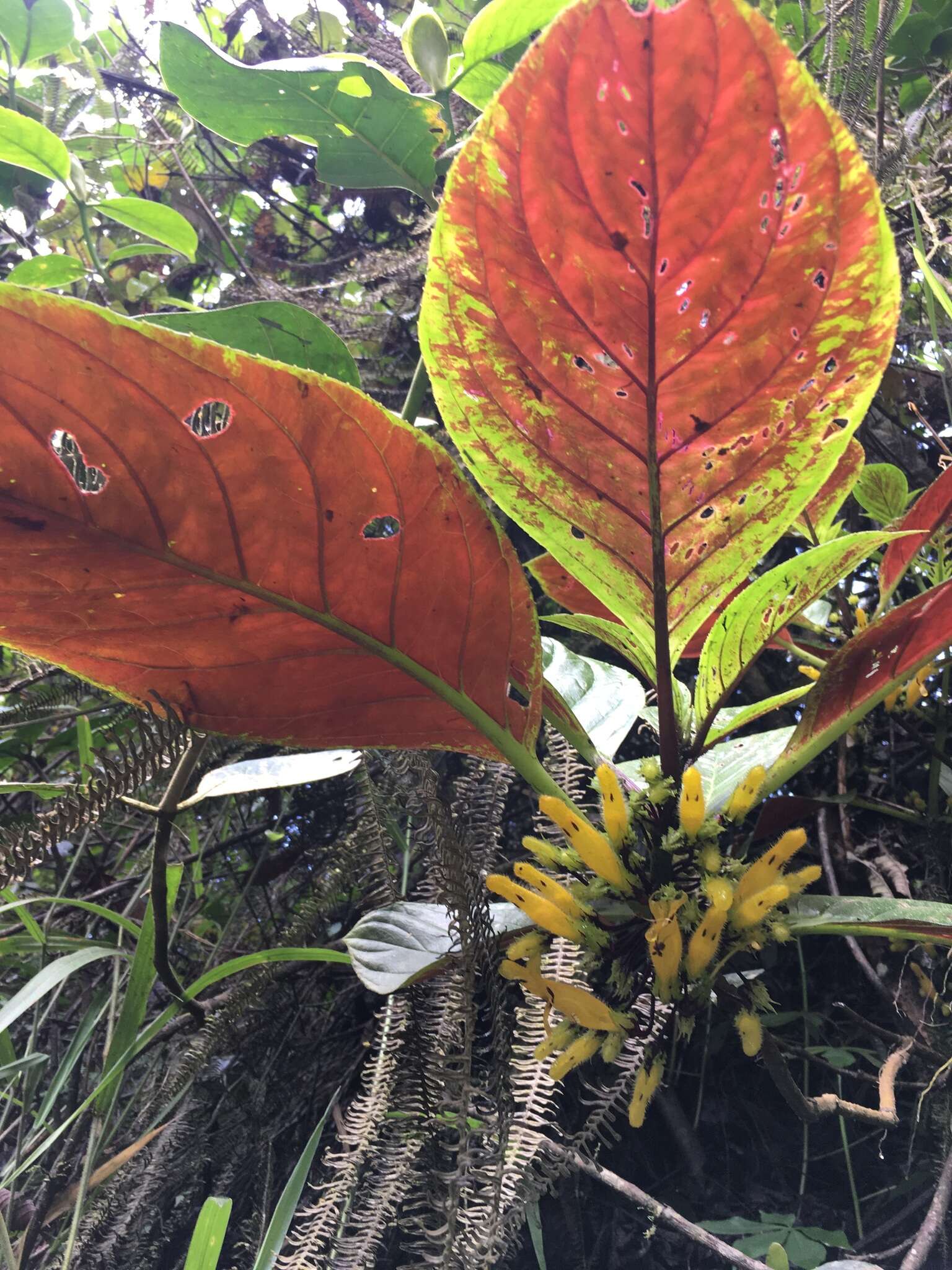 Image of Columnea kucyniakii Raymond