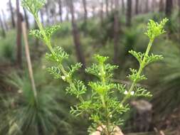 Image of Cyanothamnus occidentalis