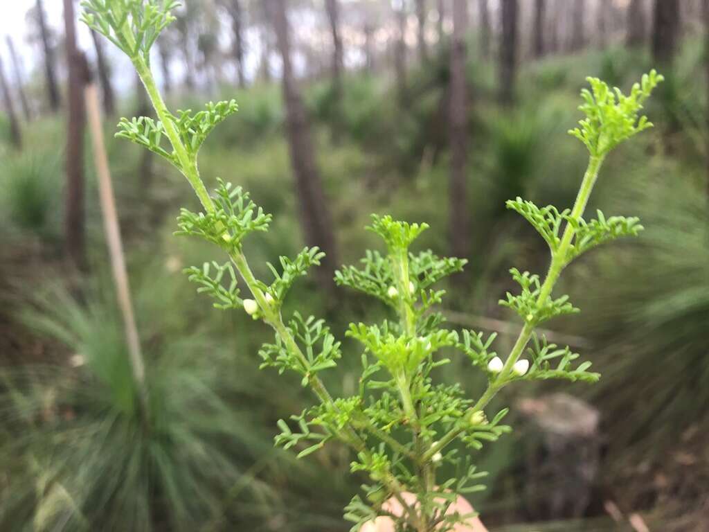 Imagem de Cyanothamnus occidentalis