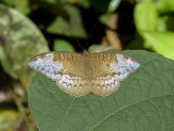 Image of Tanaecia godartii asoka Felder 1867