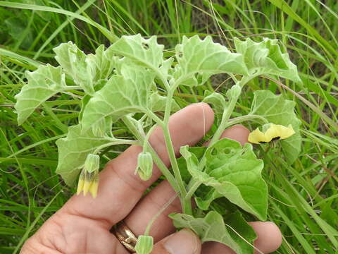 Image de Physalis cinerascens A. S. Hitchcock