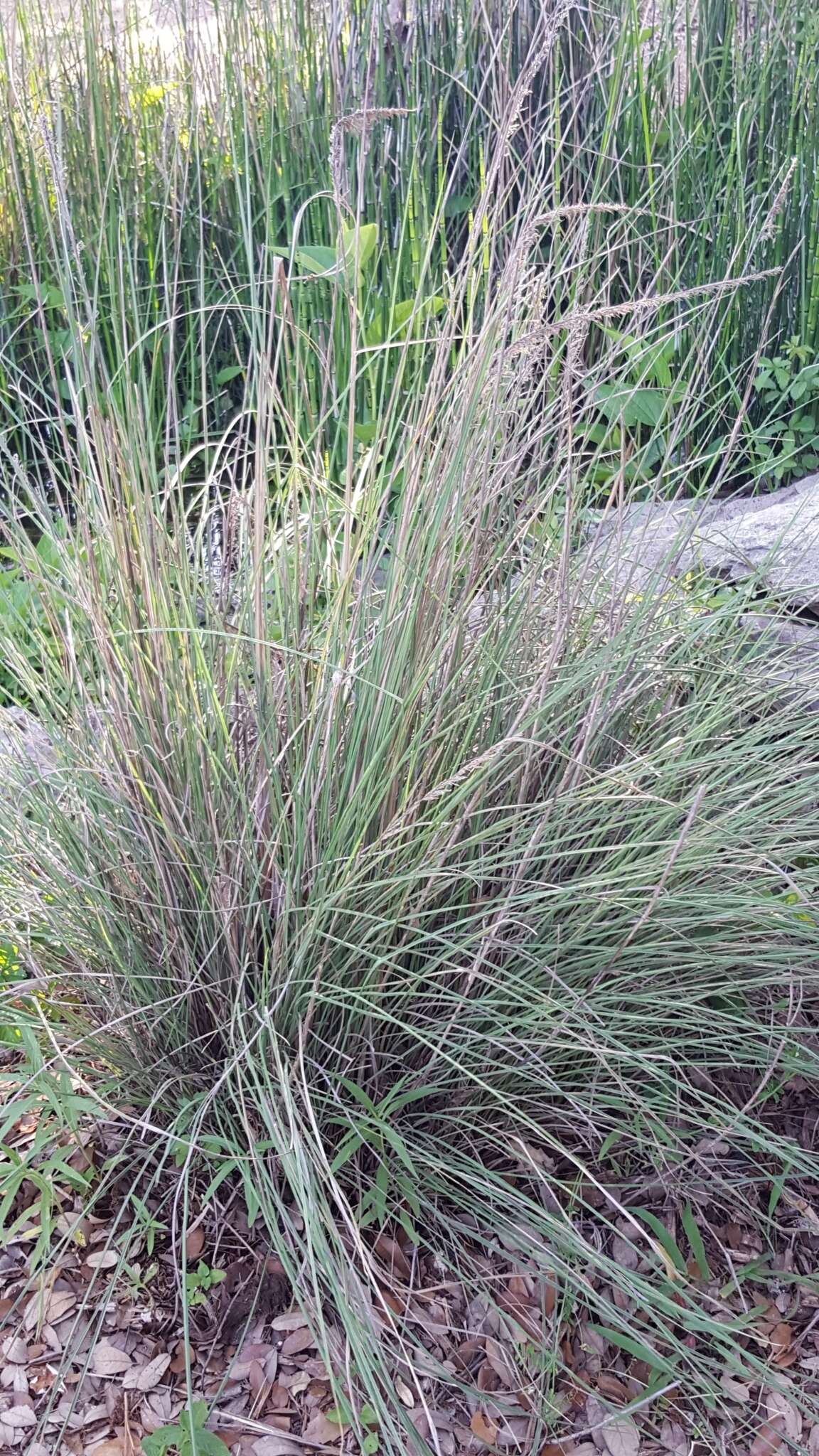 Plancia ëd Muhlenbergia lindheimeri Hitchc.