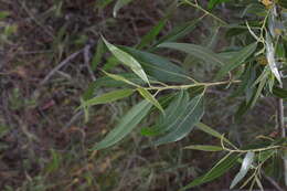 Image of red willow