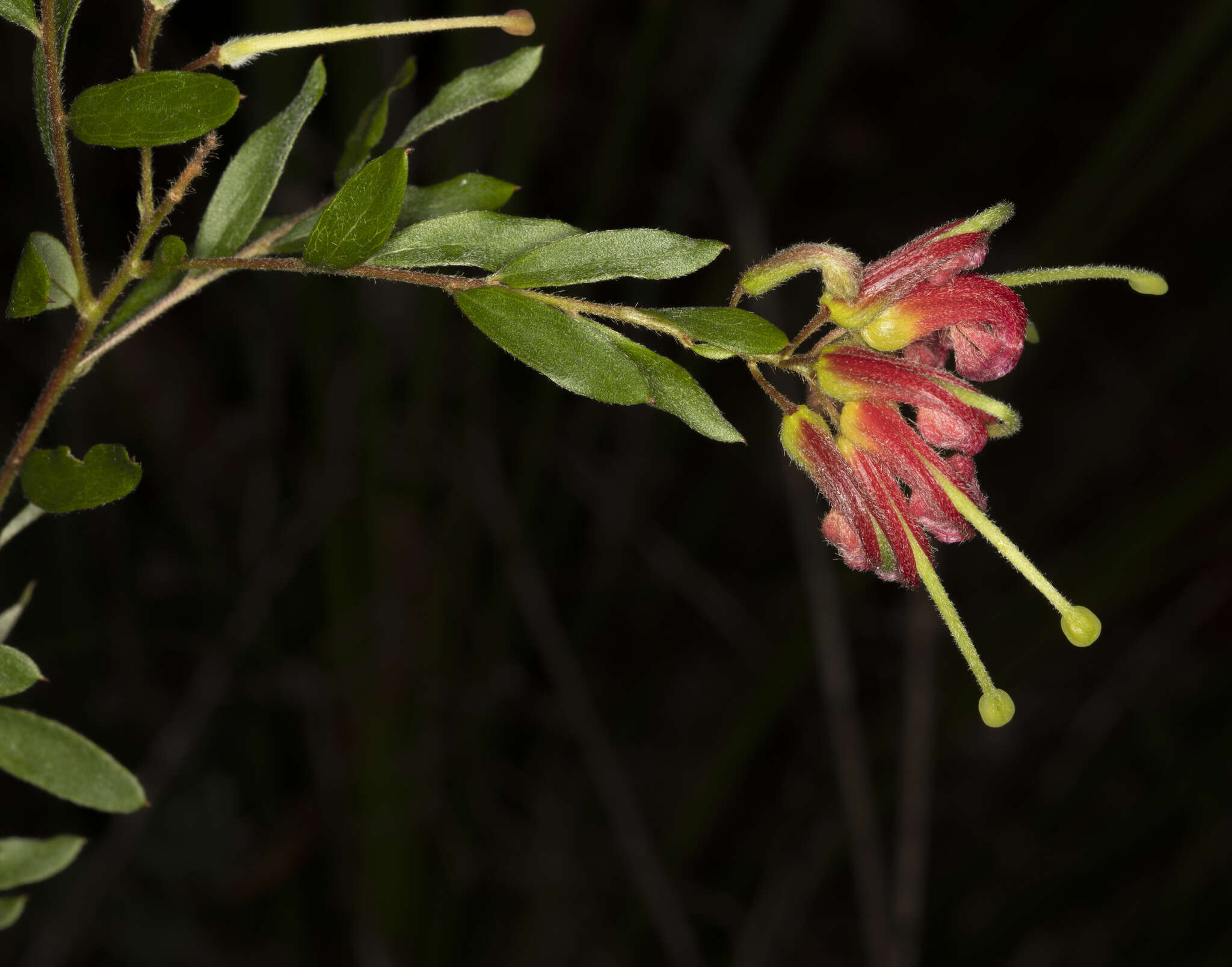 Image of Grevillea banyabba P. M. Olde & N. R. Marriott