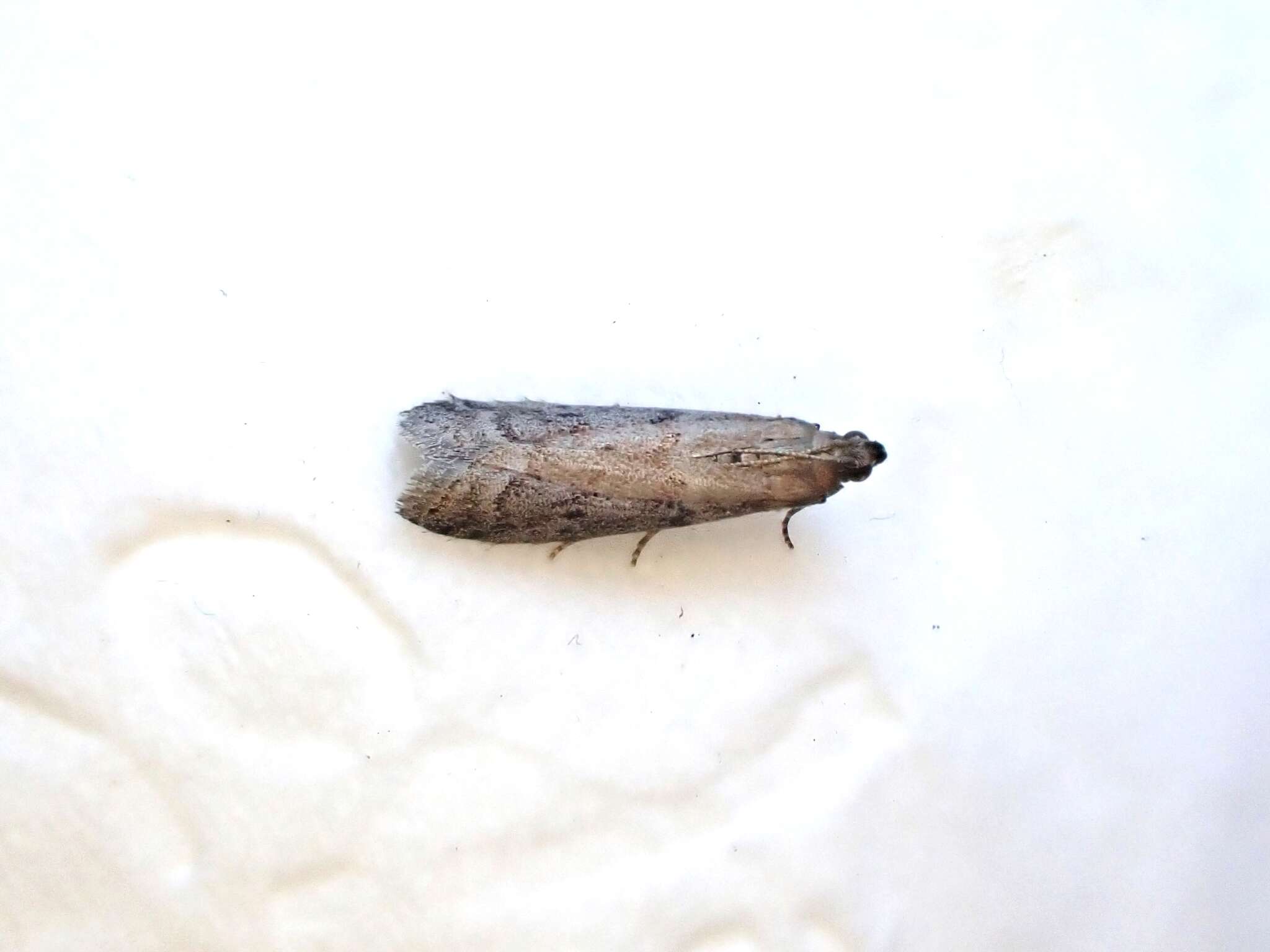 Image of Mediterranean Flour Moth