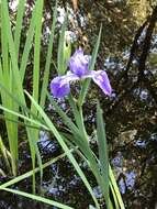 Image of Prairie Iris
