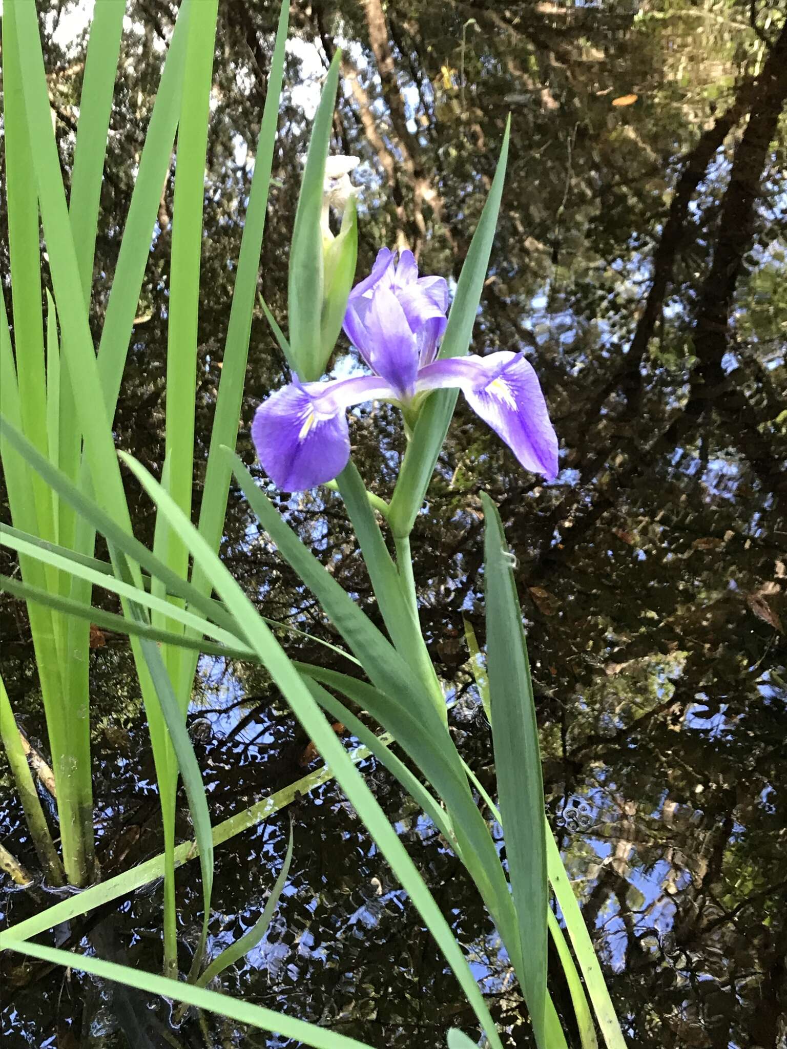 Sivun Iris savannarum Small kuva