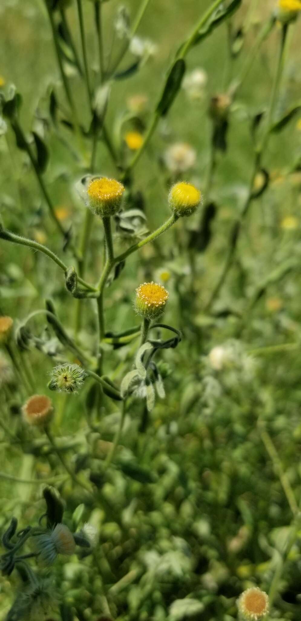 Image of Spanish False Fleabane