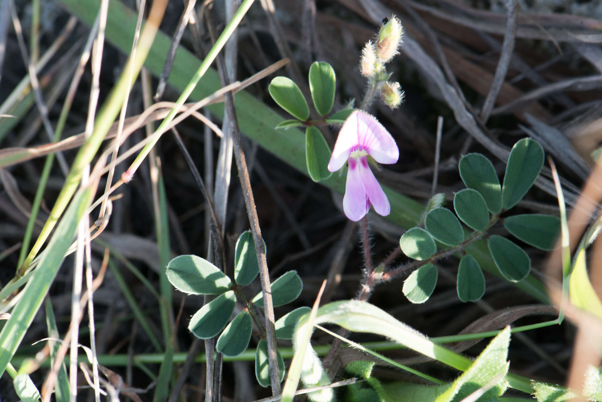 Image of Tephrosia obovata Merr.